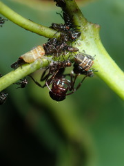 Eurymeloides punctata