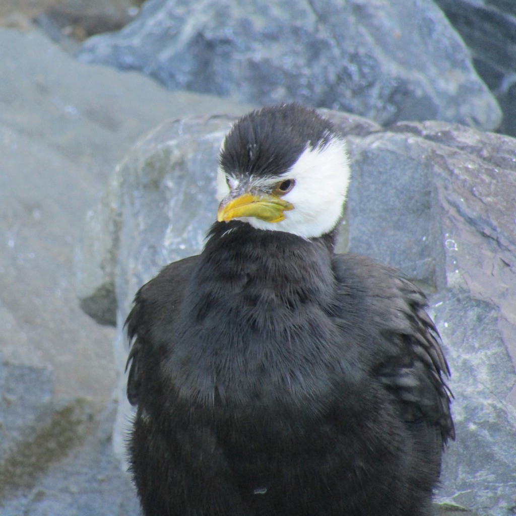 Little pied cormorant resting on rocks with a white cheek and yellow bill