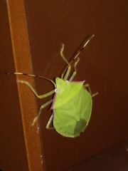 Chlorocoris distinctus