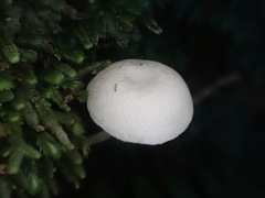 Entoloma albidosimulans