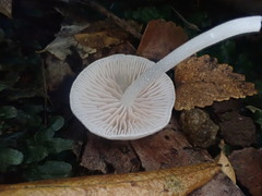 Entoloma albidosimulans