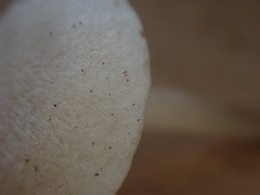 Entoloma albidosimulans