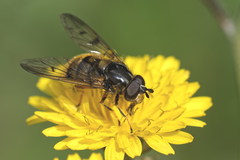 Ferdinandea fumipennis