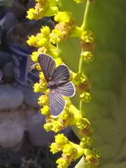 Melanis acroleuca huasteca