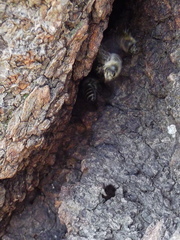 Apis cerana japonica