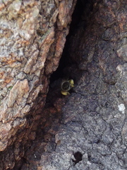 Apis cerana japonica