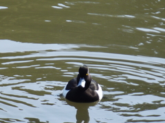 Aythya fuligula