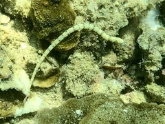 Corythoichthys intestinalis