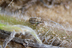 Tychius karkaralensis