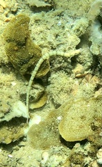 Corythoichthys intestinalis