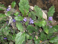 Ajuga decumbens
