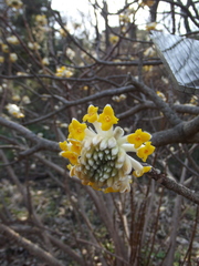 Edgeworthia chrysantha