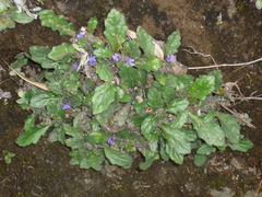 Ajuga decumbens