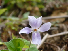 Viola