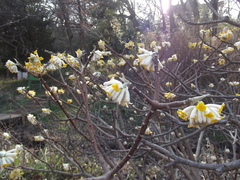 Edgeworthia chrysantha