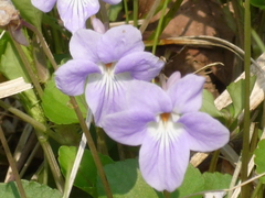 Viola
