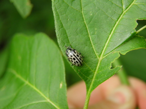 Taškuotasis gluosninukas