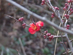 Chaenomeles