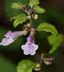 Scutellaria macra