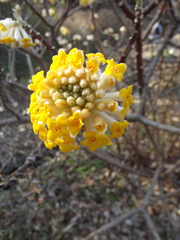 Edgeworthia chrysantha