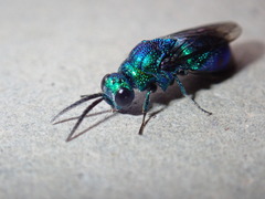 Chrysis lincea
