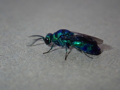 Chrysis lincea