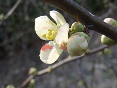 Chaenomeles