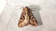 Trigonophora jodea