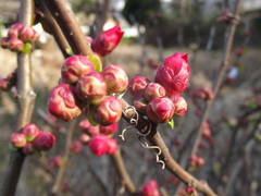 Chaenomeles