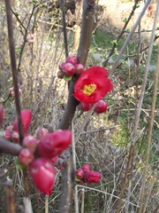 Chaenomeles
