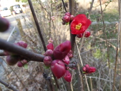 Chaenomeles