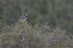 Purnella albifrons