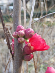 Chaenomeles