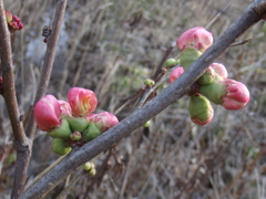 Chaenomeles
