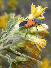 Melanopleurus belfragei