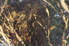 Pomatostomus ruficeps