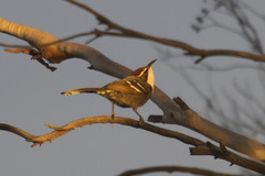Pomatostomus ruficeps