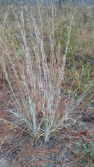 Andropogon capillipes