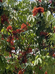 Saraca