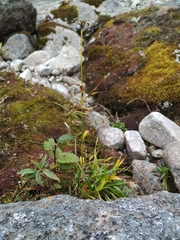 Scirpus maximowiczii