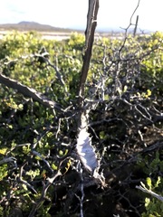 Peniocereus johnstonii