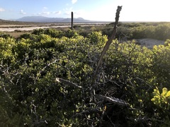 Peniocereus johnstonii