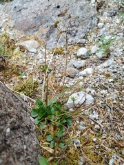 Micranthes melaleuca