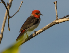 Myzomela erythrocephala