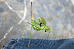 Glyphonotus coniciplicus