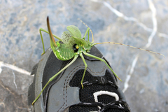 Glyphonotus coniciplicus
