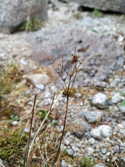 Micranthes melaleuca