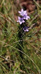 Wahlenbergia fasciculata