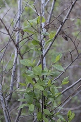 Euonymus occidentalis occidentalis