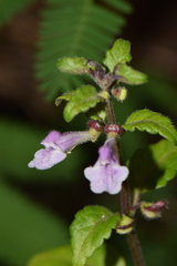 Scutellaria macra